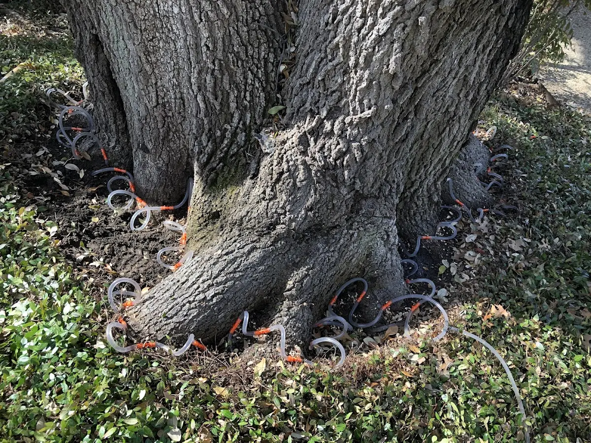 Detailed Tree Cabling and Bracing job site in Colony
