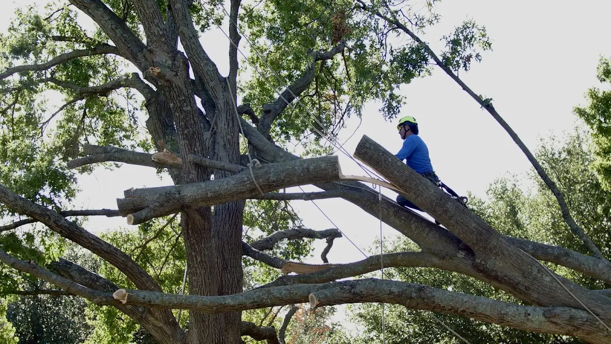 Professional Crown Thinning performed by certified arborists in Colony
