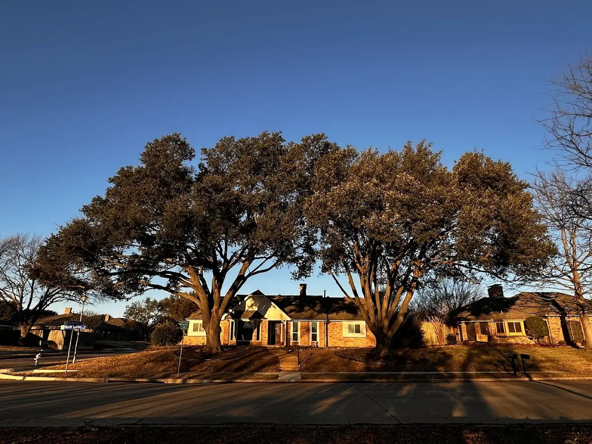 Established residential canopy tree shading a home in Colony